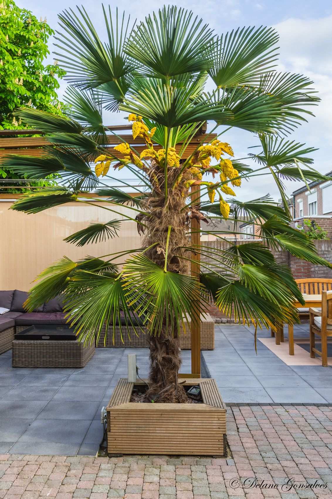 Palmboom In Pot Google Zoeken Tuin Decoraties Tuin Ideeen